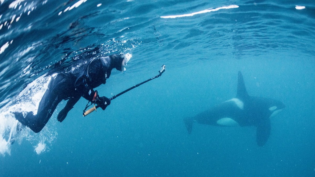 zwemmen met orka's, Waterproof expeditions, Noorwegen © Goran Ehime