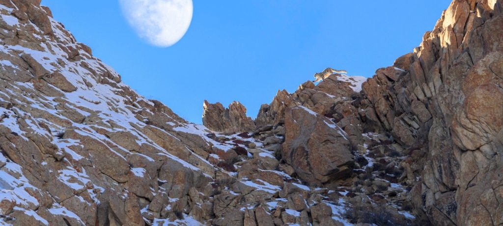 Snow Leopard Ulley Lodge Snowleopard Expeditie, Snow Leopard Ulley Lodge