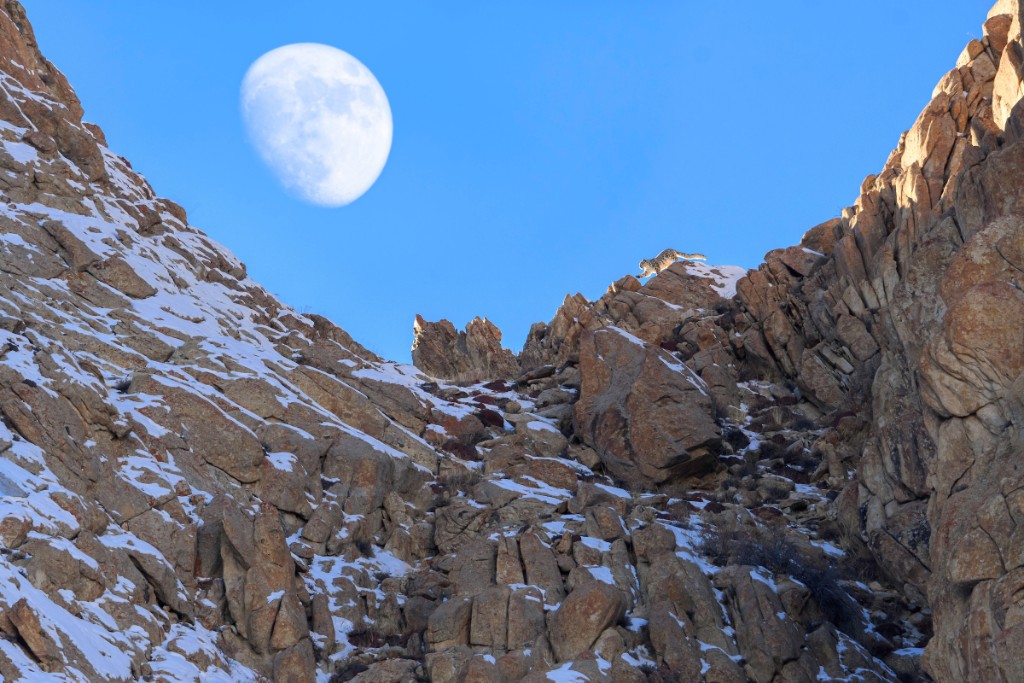 Snowleopard Expeditie, Snow Leopard Ulley Lodge