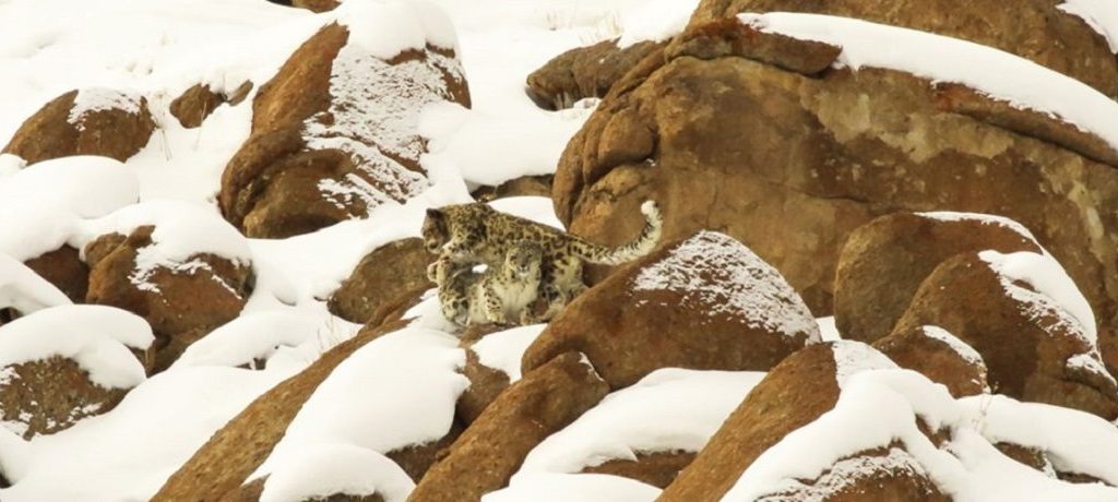 Snowleopard Expeditie
