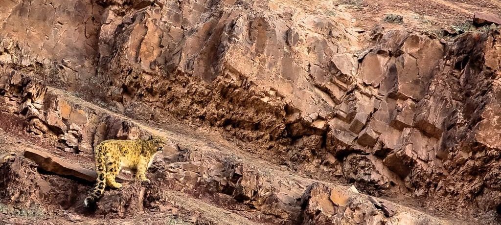 Snowleopard Expeditie