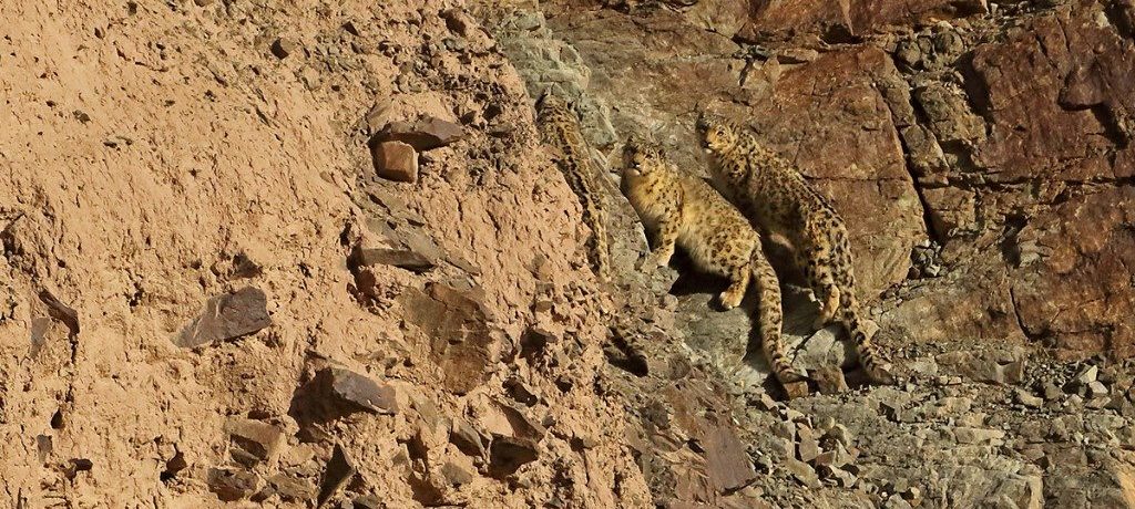 Snowleopard Expeditie