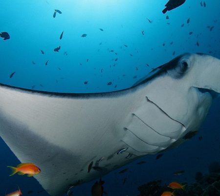 Mantaroggen