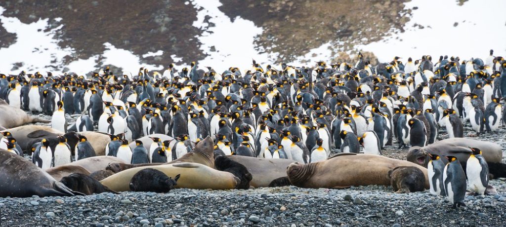 South Orkney & Shetlands