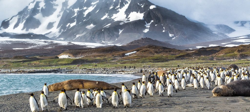 pinguïns South Georgia eilanden, Antarctica reizen, Ultieme Antarctica cruise, Antarctica dieren