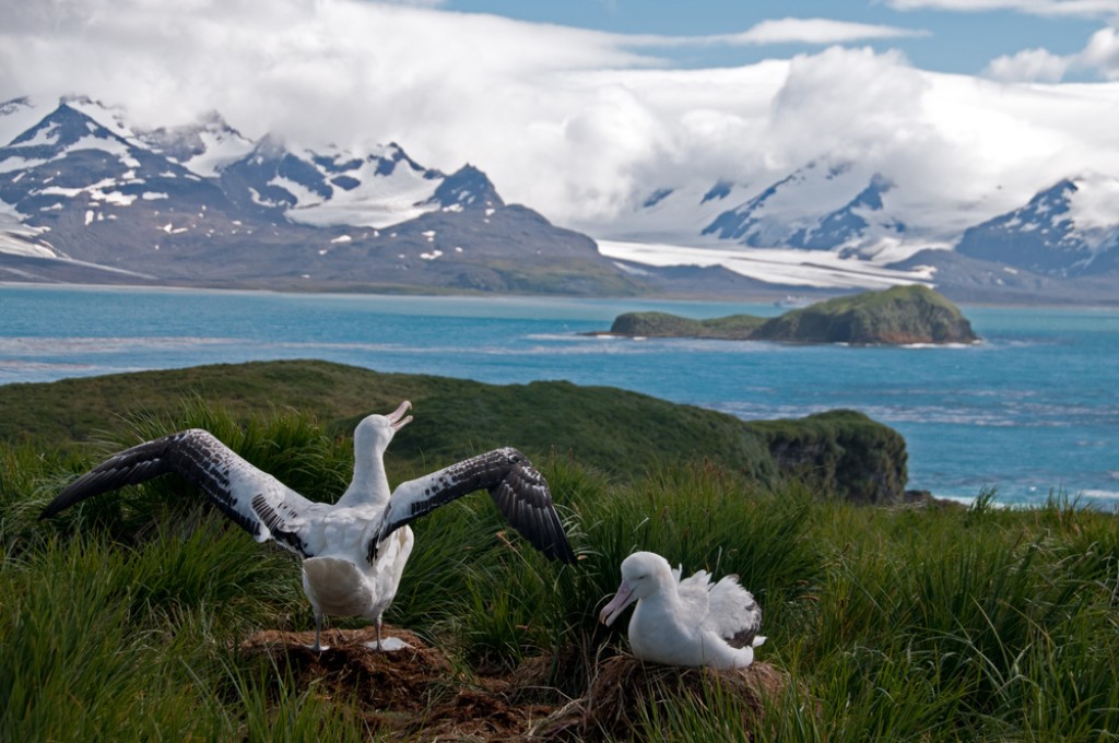 South Georgia