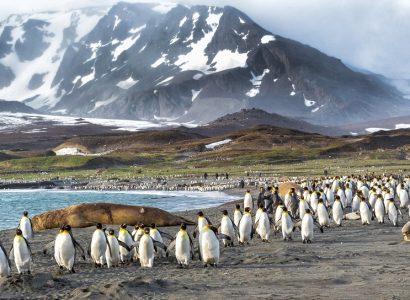 pinguïns South Georgia eilanden, Antarctica reizen, Ultieme Antarctica cruise, Antarctica dieren