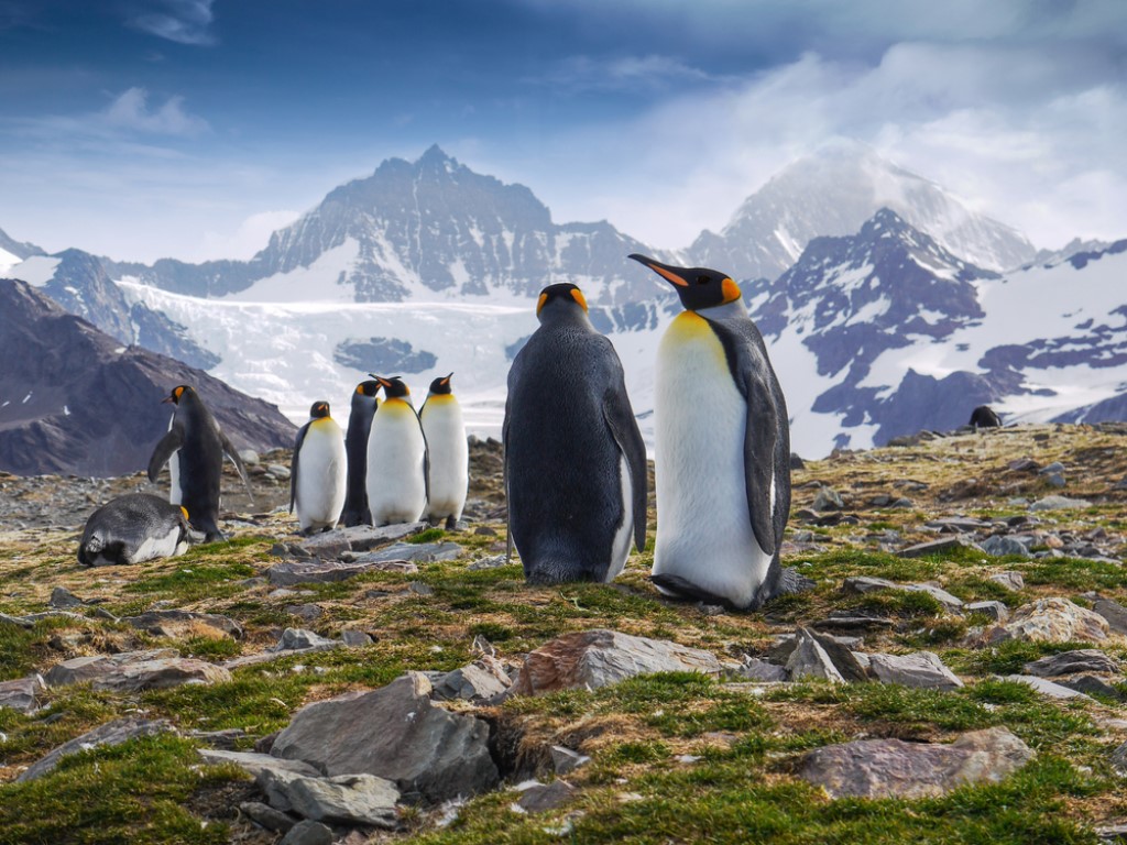 South Georgia, beste tijd voor Antarctica, Exclusieve National Geographic Antarctica