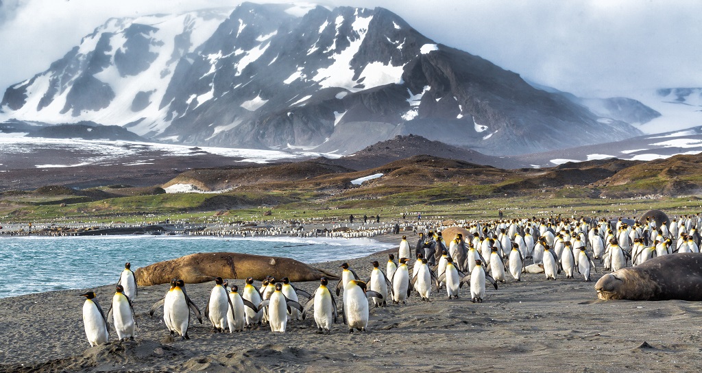 pinguïns South Georgia eilanden, Antarctica reizen, Ultieme Antarctica cruise, Antarctica dieren