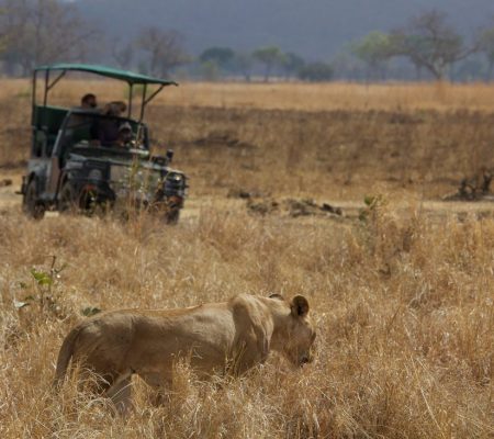 Game drive Stanley's Kopje