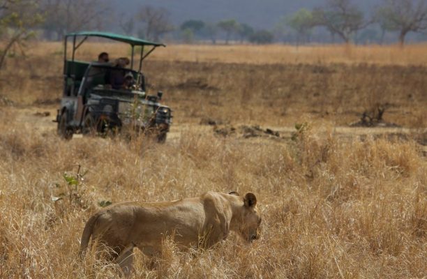 Game drive Stanley's Kopje