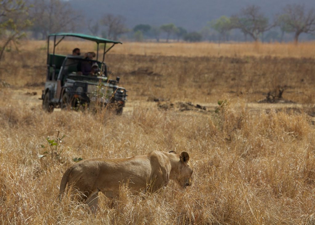 Game drive Stanley's Kopje
