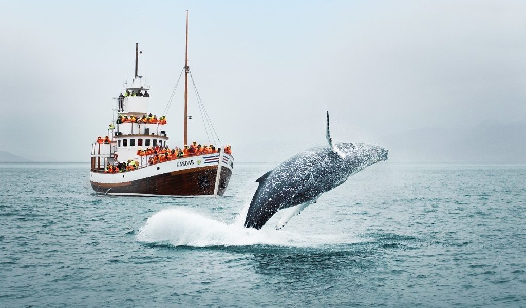 Walvissen IJsland