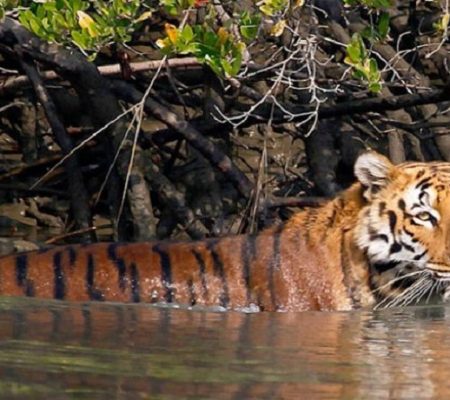 Sundarbans National Park