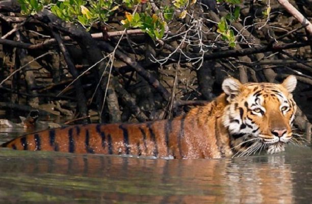 Sundarbans National Park