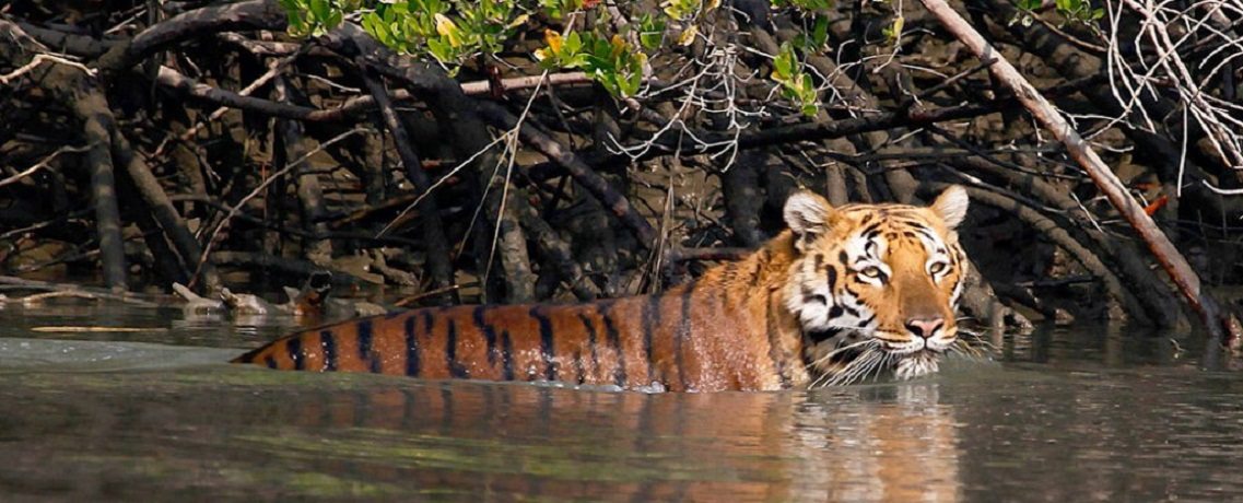 Sundarbans National Park