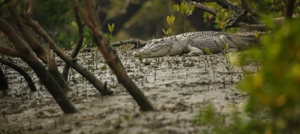 Sundarbans