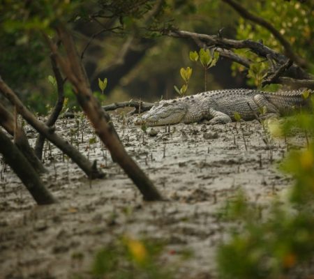 Sundarbans