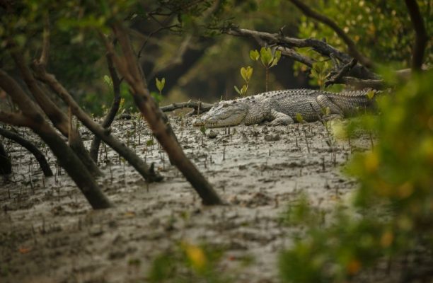 Sundarbans