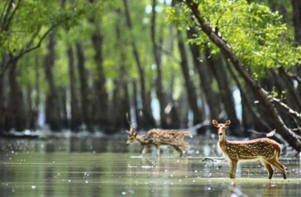 Sundarbans National Park