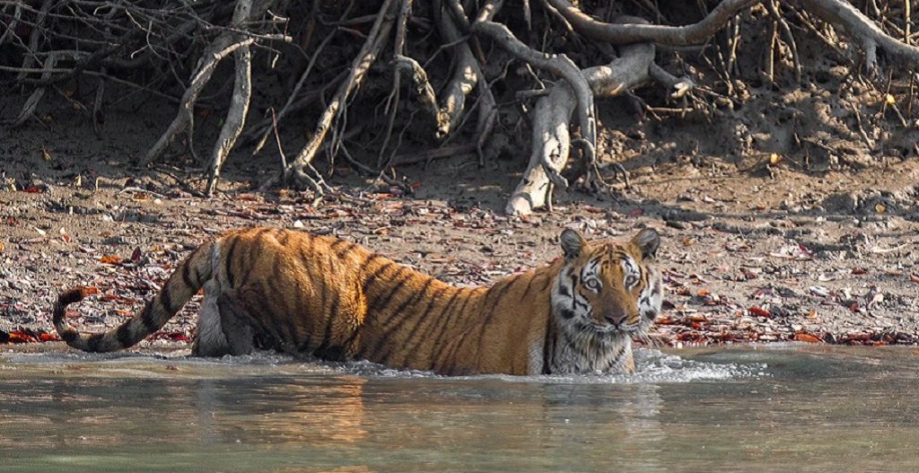 Sundarbans National Park, West India