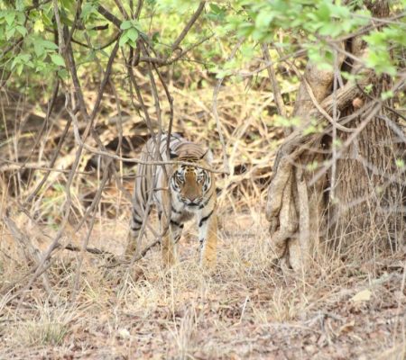 Tijger, Tadoba