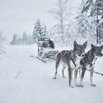 Husky