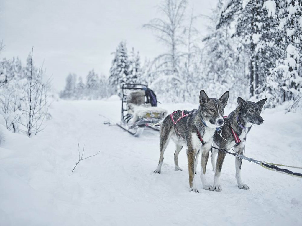 Husky