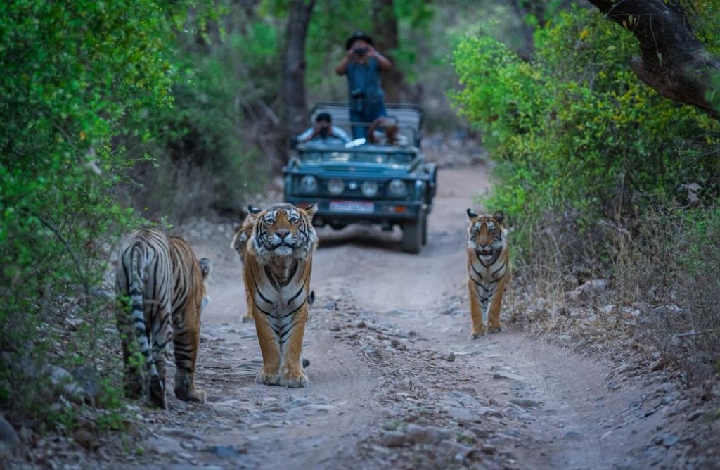 Safari