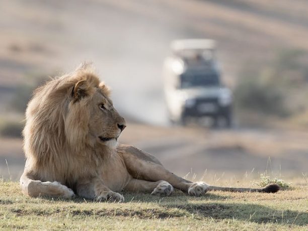 Safari reizen, Tanzania