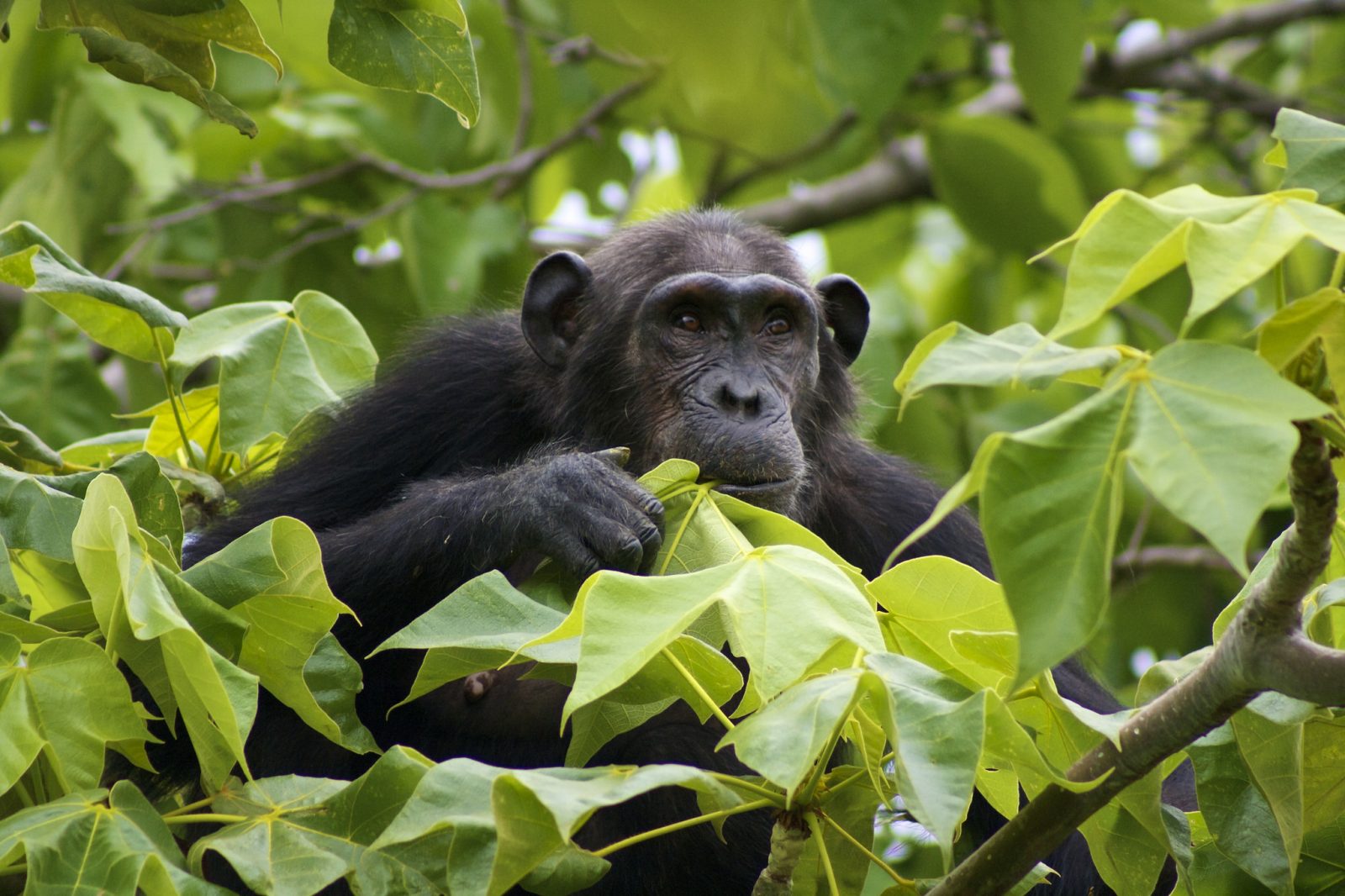 Rondreis West Tanzania