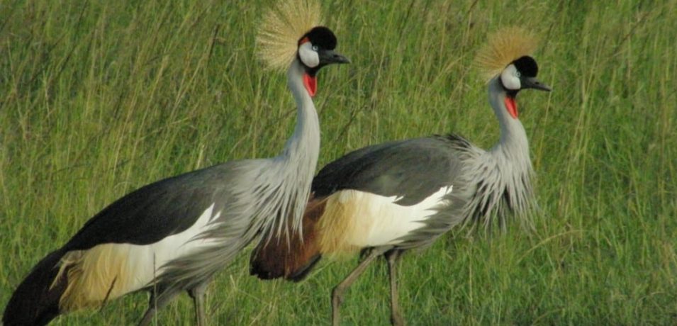 Tarangire Safari Lodge