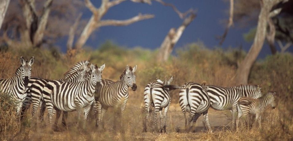 Tarangire Safari Lodge