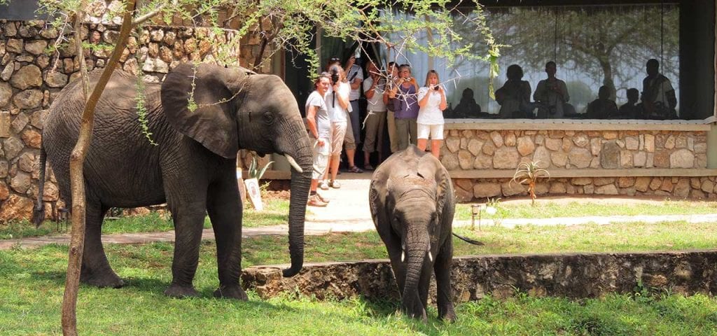 Tarangire Safari Lodge