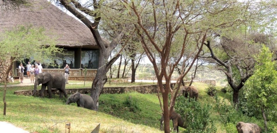 Tarangire Safari Lodge