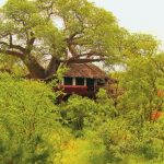 Elewana Tarangire Treetops