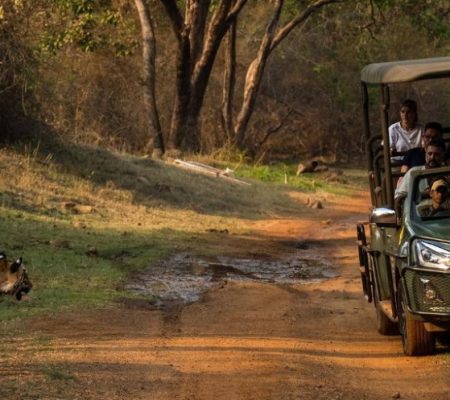 Game drive