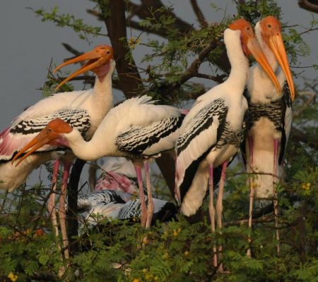 Bharatpur Bird Sanctuary