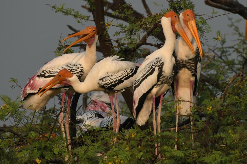 Bharatpur Bird Sanctuary