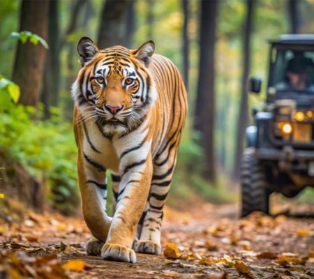 Jungle safari