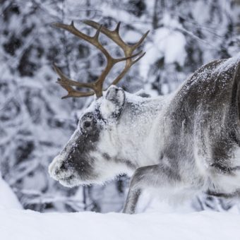 Arctic Experience