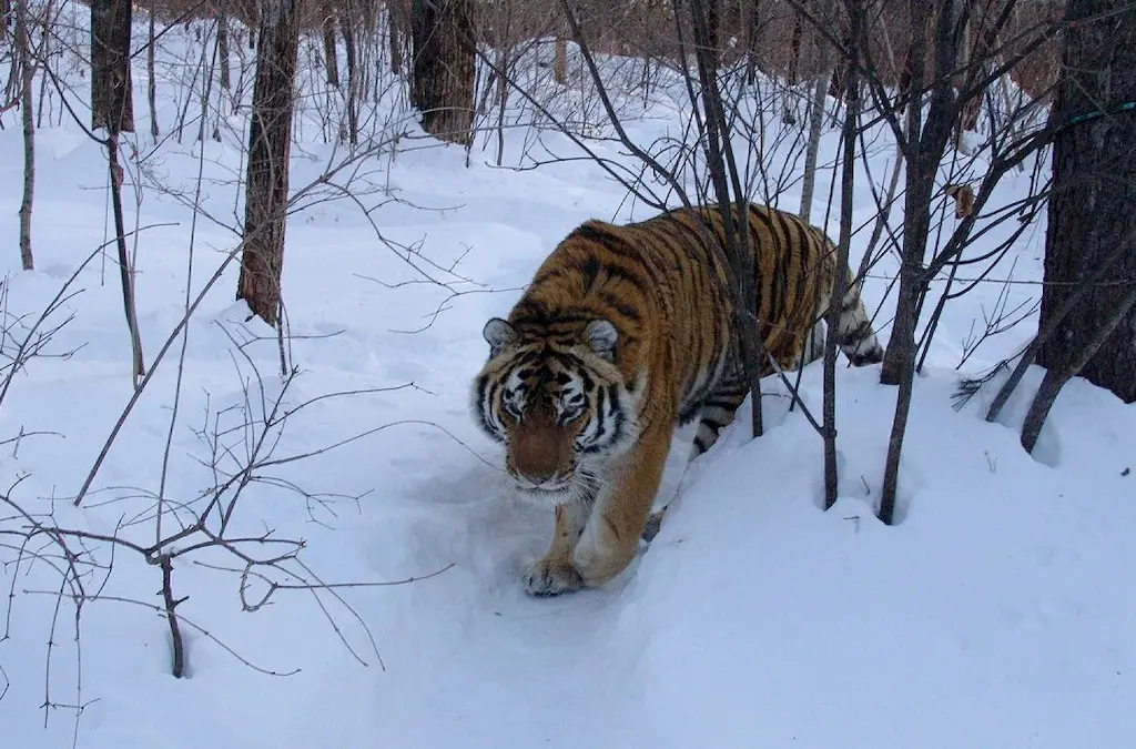 Siberische tijgerreis