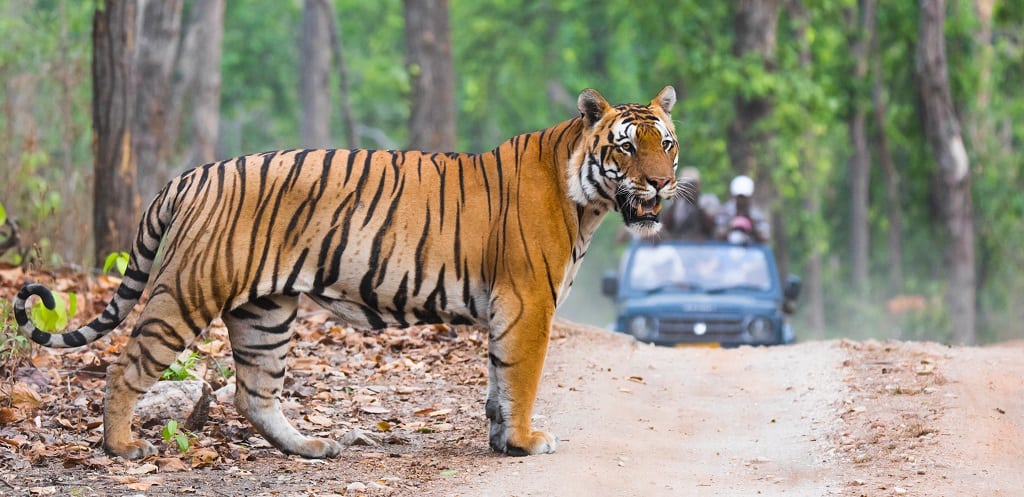 Tijgersafari in India Ultieme tijgerreis