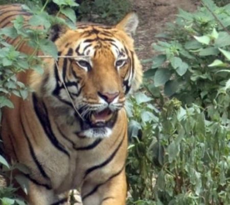 Tiger Tops Karnali Lodge Tijger