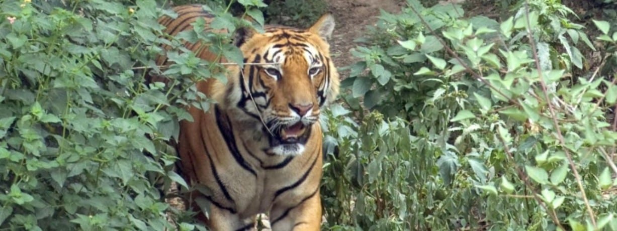 Tijger