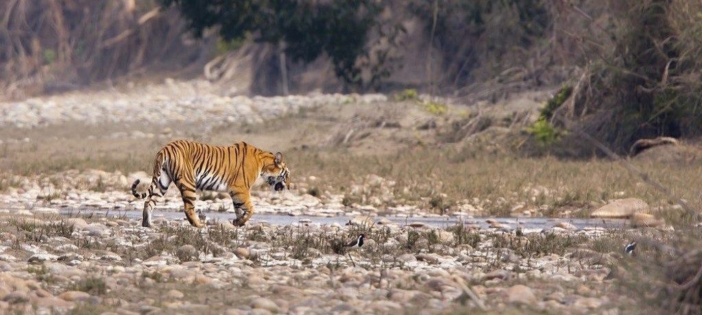 Bardia, Klassieke natuurreis Nepal