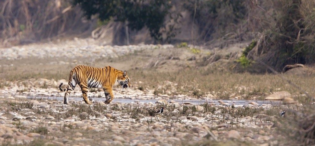 Bardia, Klassieke natuurreis Nepal