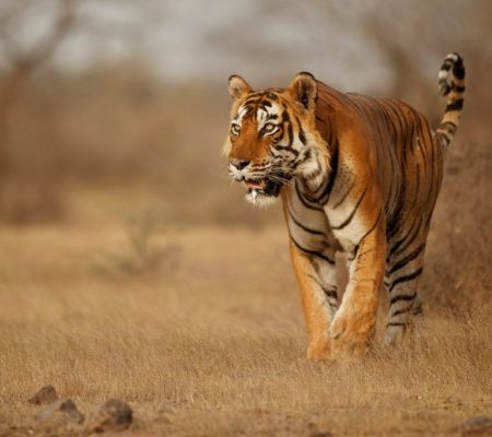 Tijger, Chitwan, Nepal & India - Shutterstock