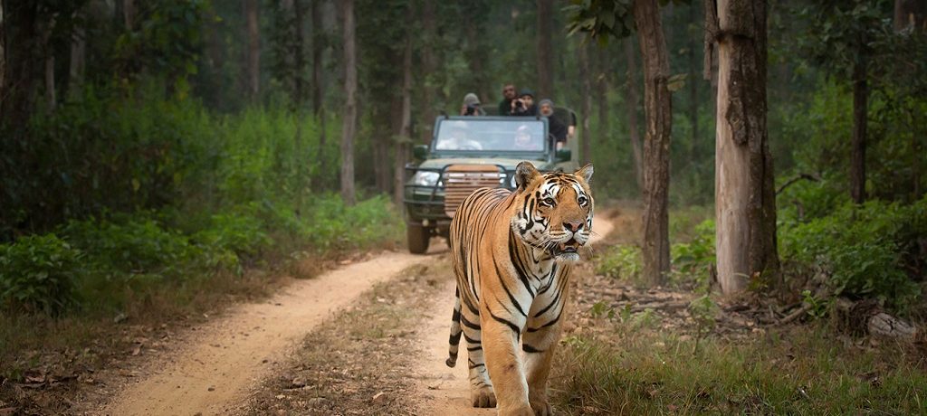 Tijgersafari & Big Five, tijgers reis