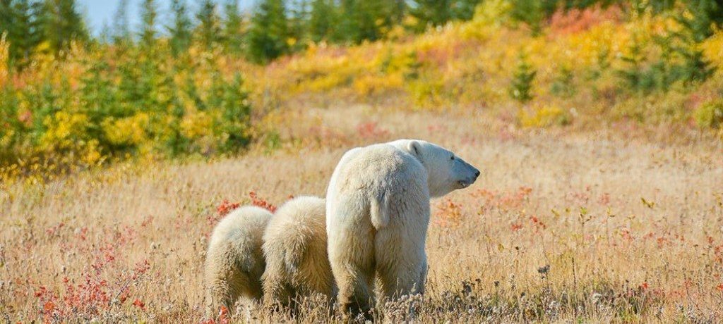 Tony-Yang-MC-Polar-bear